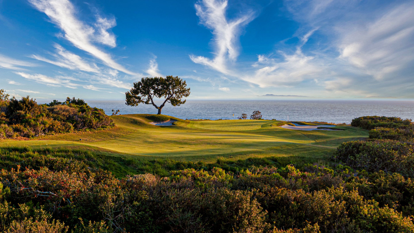 Tree on golf course